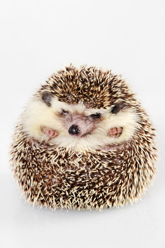 The Hedgehog Theory: Keep Doing What Works